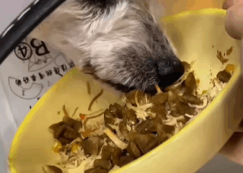 T2607013 Rescue a dog part2