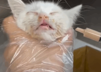 T0208038 Rescued a kitten that fell from up high and then rescue kitten fyp part2