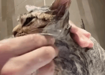 T2607035 Rescue an abandoned cat on a rainy rescue fyp anime kitten kitty part2