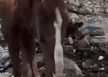 T0208010 Rescued. Reborn part2