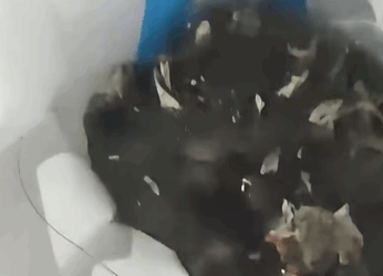 T2607018 Rescue cat part2