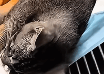 T0208031 cat catsoftiktok poorcat part2