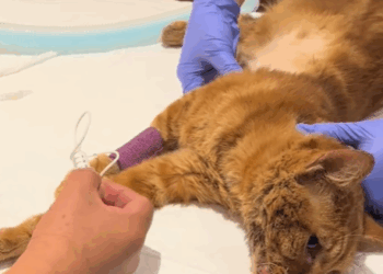 T2607015 Rescue cat part2