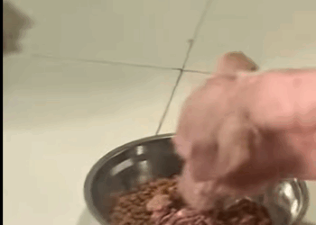 T0208024 dog dogsoftiktok poordog part2