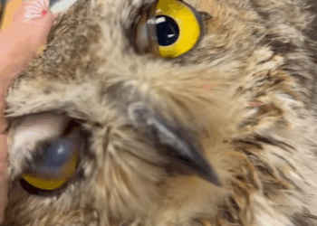 T2607030 Rescue a drowning owl and then rescue fyp animals owl part2