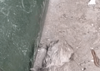 T0208033 cat catsoftiktok poorcat part2