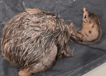 T2607031 I hatched an ostrich egg and then rescue fyp animals animal part2