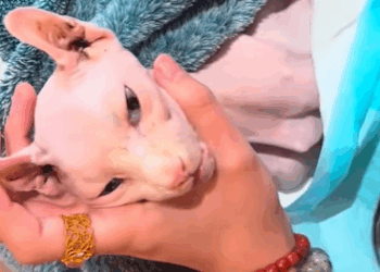 T0208035 rescued an abandoned skin and bones Sphynx cat part2