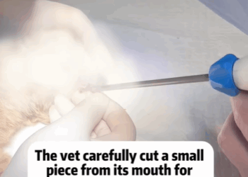 T2607004 Rescue a cat Tatcha rescue animals adoptdontshop petlover cat part2