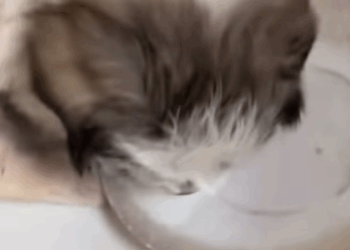 T0208020 dog dogsoftiktok poordog part2