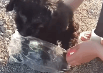 T2607029 Body was covered with wounds she sat helplessly under the hot sun part2