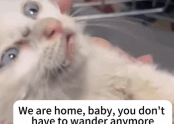 T2607021 Rescue a cat part2