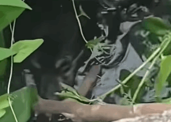 T0208022 dog dogsoftiktok poordog part2