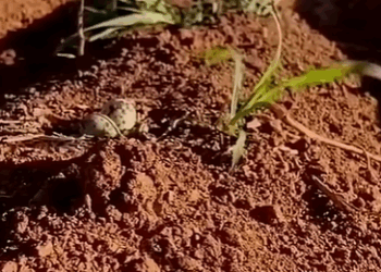 T0208006 Mother bird in the field animals cute shortsvideo shorts birds part2