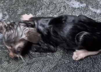 T2607032 Rescue a kitty stuck in the mud and then rescue fyp animals cat part2