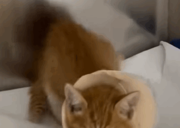 T0208039 She rescued a kitten on the brink of death and then rescue kitten part2