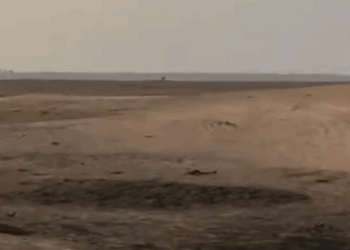 T0208015 Rescued, not forgotten part2