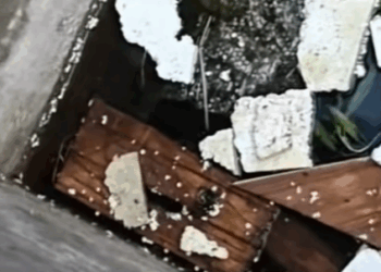 T0208026 Poor cat cat catsoftiktok rescuecat poorcat part2