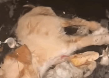 T0208019 dog dogsoftiktok poordog part2