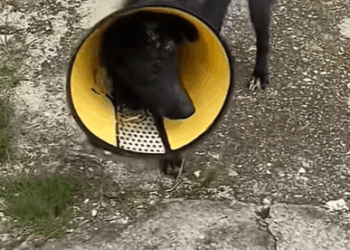 T0208017 dog dogsoftiktok poordog part2