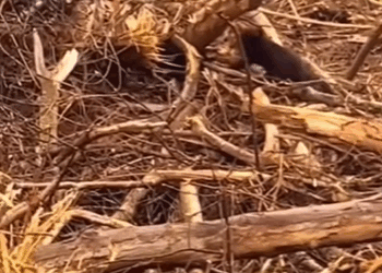 T0208012 Not a stray. Not anymore part2