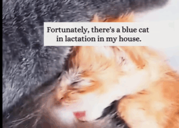 T0208037 I found two newly born kittens part2