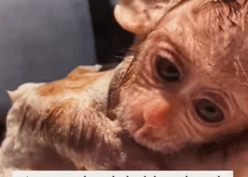 T0208040 Saved baby monkey who lost its mom rescue animals fyp part2