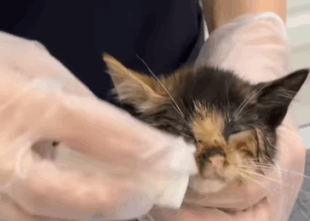 T2607003 Rescue a cat Tatcha rescue animals adoptdontshop petlover cat part2