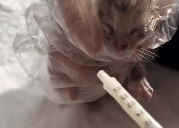 T0208025 cat catsoftiktok rescuecat poorcat part2