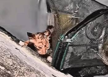 T0208028 cat catsoftiktok poorcat part2