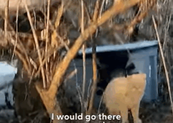 T0208002 Stray Cat Left Behind When Family Moved Gets Rescued 6 Years Later part2