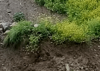 T0208008 Dog Rescued From Raging River Hero of the Week part2