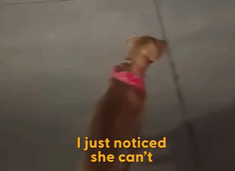 T0208001 Injured Pit Bull Is SO Grateful This Guy Found Her part2