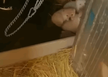 T0208007 Rescuing a stray mother dog and her family shortsvideo animals animalls part2