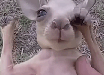 T0208005 Adorable Baby Kangaroo Outback Rescue Hero of the Week part2