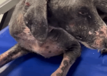 T0208003 Woman Uses Her T Shirt To Rescue A Stray Hairless Dog part2