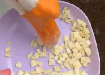 T2607034 Rescue a white swan that is stuck by a branch and then rescue fyp part2