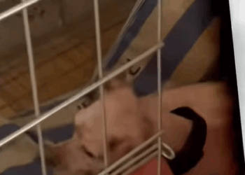 T0208027 dog dogsoftiktok poordog part2