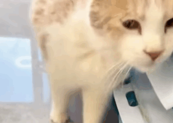 T2607023 A stray cat smeared with waste is stuck in a bike wheel her desper part2