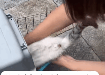 T2607005 Rescue a cat Tatcha rescue animals adoptdontshop petlover cat part2