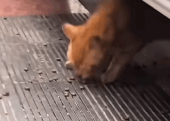 T0208032 cat catsoftiktok poorcat rescuecat part2