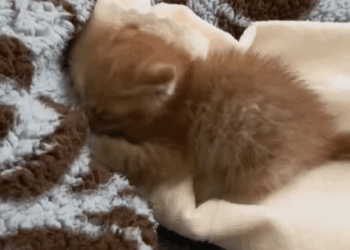 T2607039 A wounded kitten needs help and I can t turn a blind eye catrescue part2