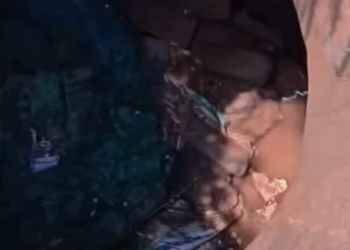 T0208023 dog dogsoftiktok poordog part2