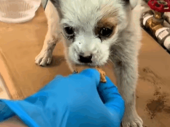 T2607010 Rescue dog part2