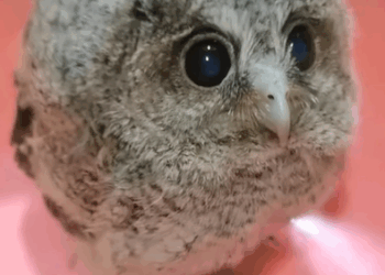 T0208034 A trapped owl flew to my house for help part2