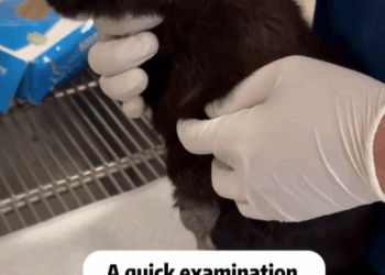 T2607006 Rescue a cat Tatcha rescue animals adoptdontshop petlover cat part2