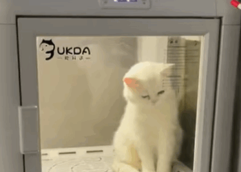 T2607037 Rescue a drowning kitten rescue fyp anime animalrescue cat kitten part2