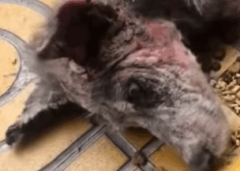 T0208018 dog dogsoftiktok poordog part2