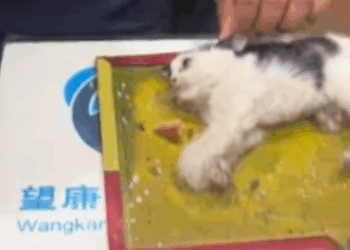 T0908015 This was supposed to be a mouse trap but the poor kitten blundered part2