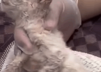 T0209044 Rescue abandoned kittens movie rescue fypシ fyp adoptme save part2